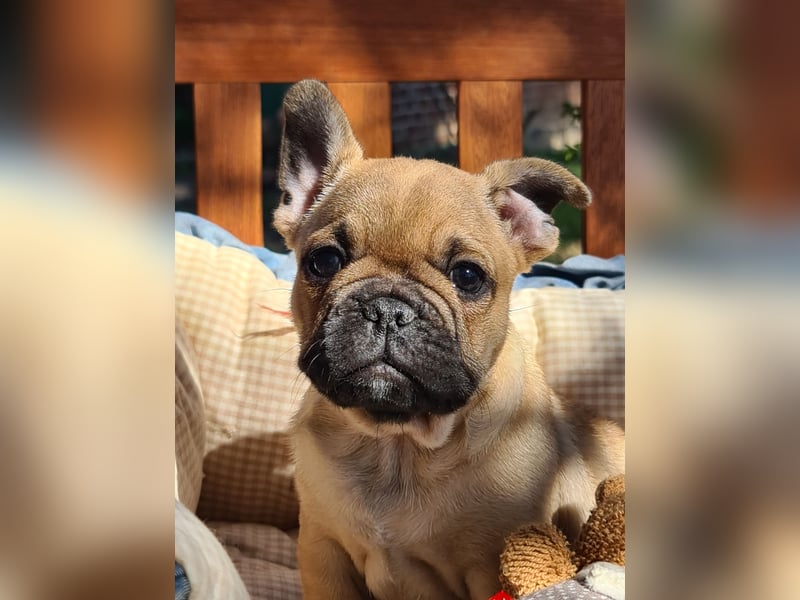 Vergnügte Frops Kinder  (Französische Bulldogge + Mops )