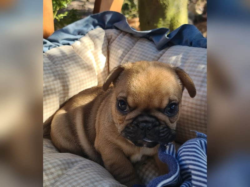 Vergnügte Frops Kinder  (Französische Bulldogge + Mops )