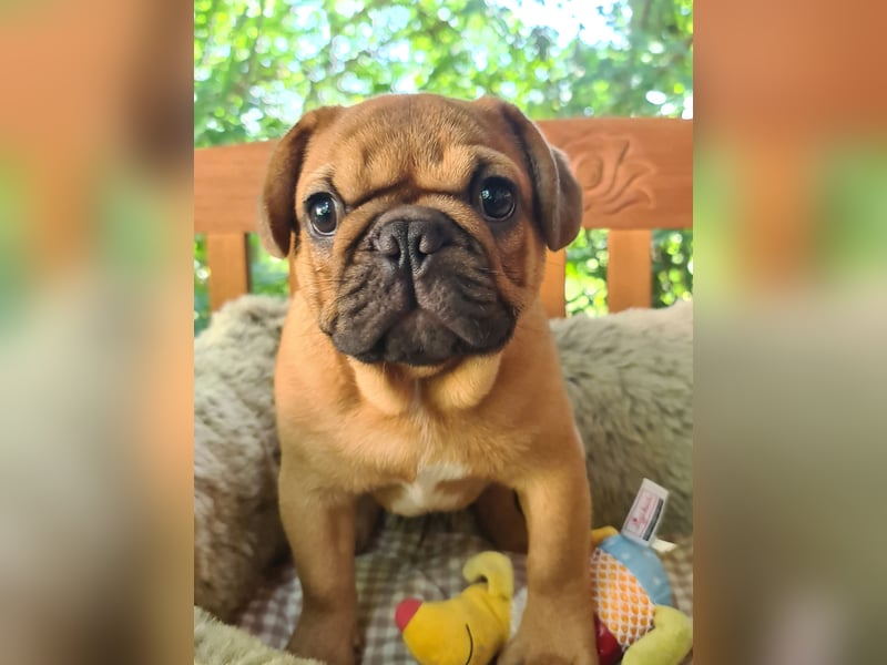 Vergnügte Frops Kinder  (Französische Bulldogge + Mops )