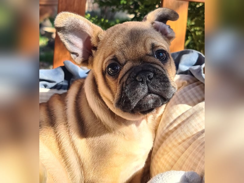 Vergnügte Frops Kinder  (Französische Bulldogge + Mops )