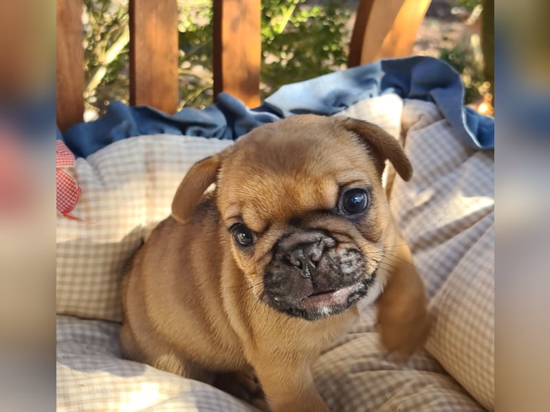 Vergnügte Frops Kinder  (Französische Bulldogge + Mops )