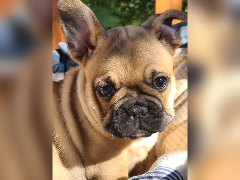 Vergnügte Frops Kinder  (Französische Bulldogge + Mops )