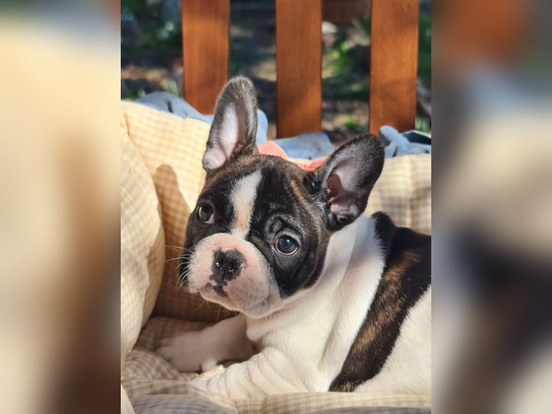Vergnügte Frops Kinder  (Französische Bulldogge + Mops )