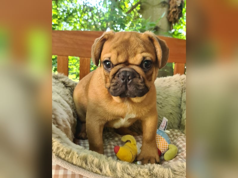 Vergnügte Frops Kinder  (Französische Bulldogge + Mops )