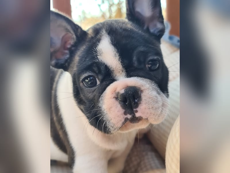 Vergnügte Frops Kinder  (Französische Bulldogge + Mops )