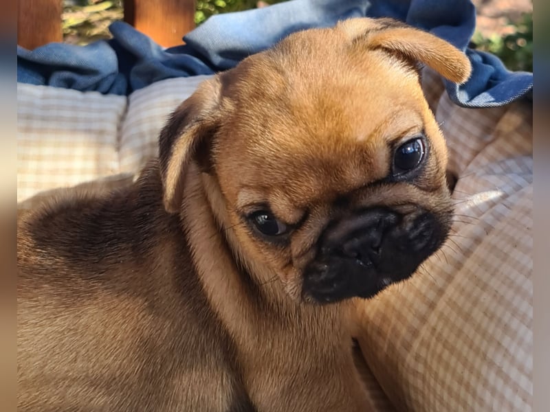 Vergnügte Frops Kinder  (Französische Bulldogge + Mops )