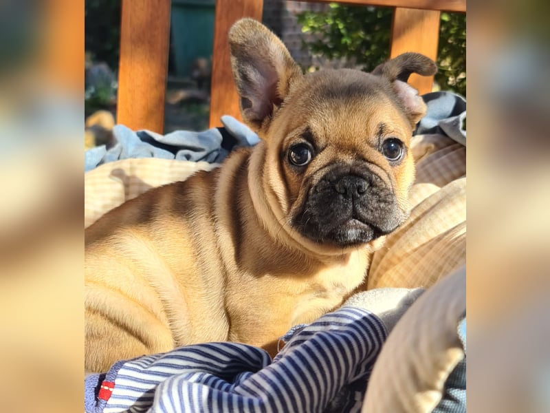 Vergnügte Frops Kinder  (Französische Bulldogge + Mops )