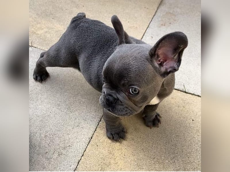 Französische Bulldogge Welpe sucht Körbchen auf Lebenszeit (abgabebereit)