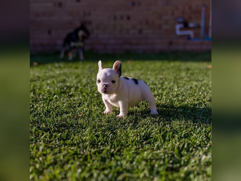 Französische Bulldogge Welpe sucht Körbchen auf Lebenszeit (abgabebereit)