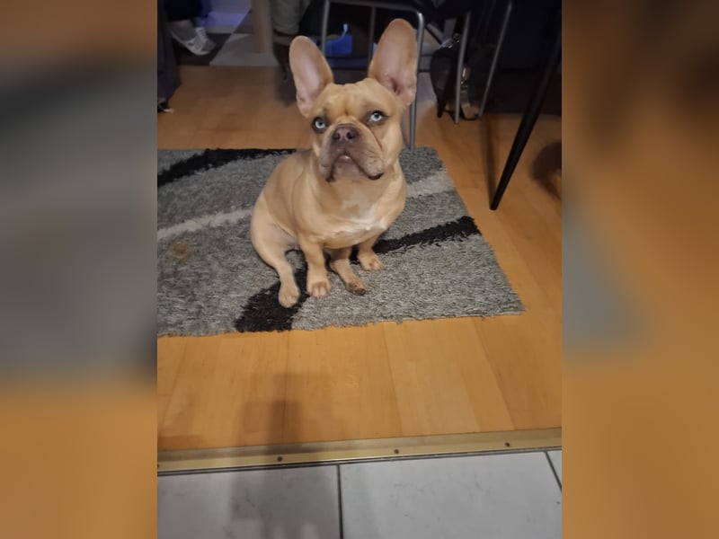 Französische Bulldogge