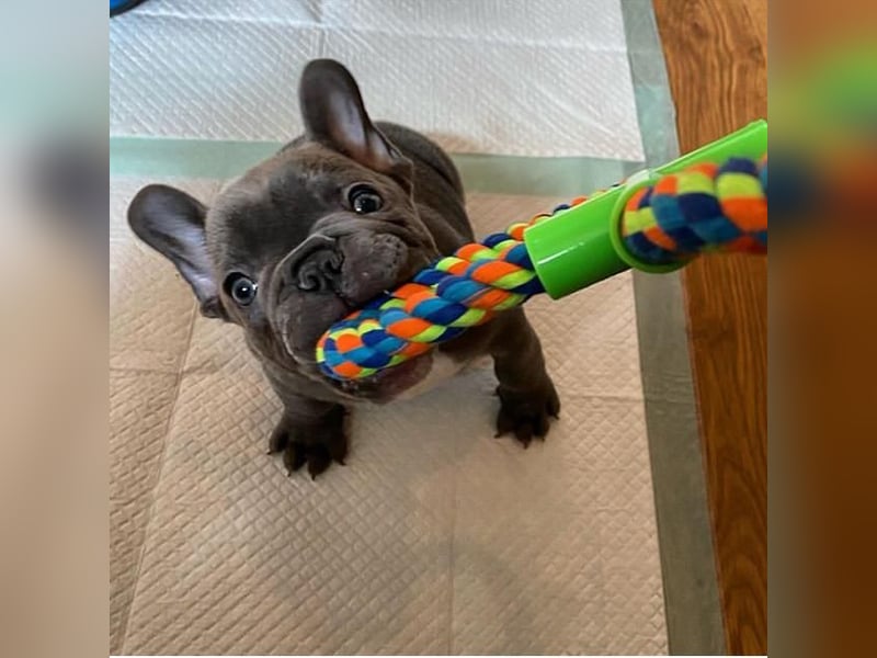 Französische Bulldogge Welpe