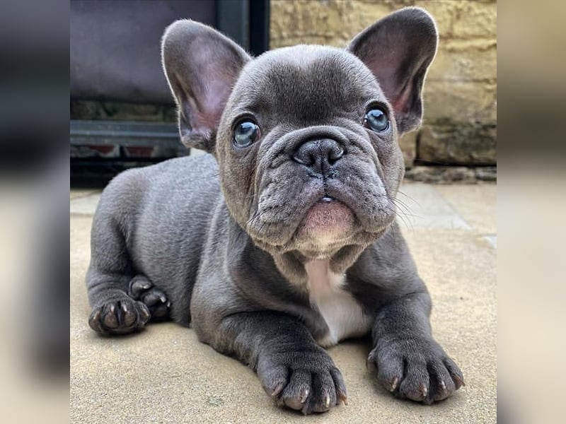 Französische Bulldogge Welpe