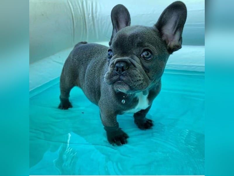 Französische Bulldogge Welpe