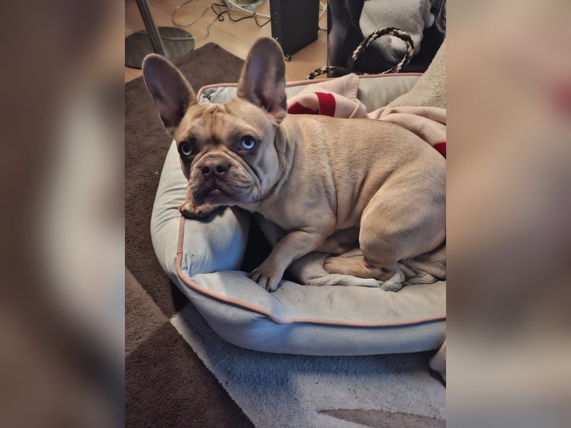 Französische Bulldogge
