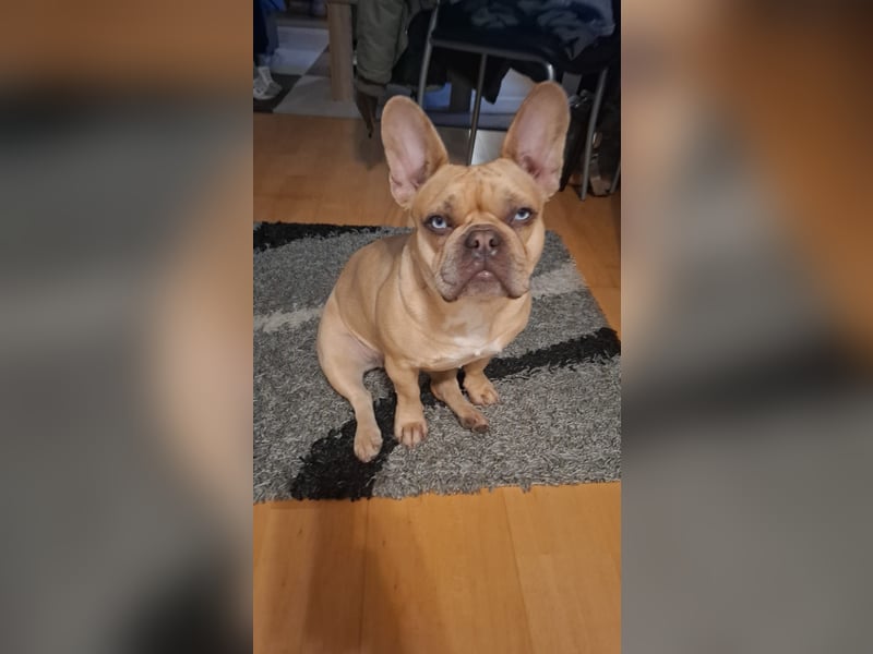 Französische Bulldogge