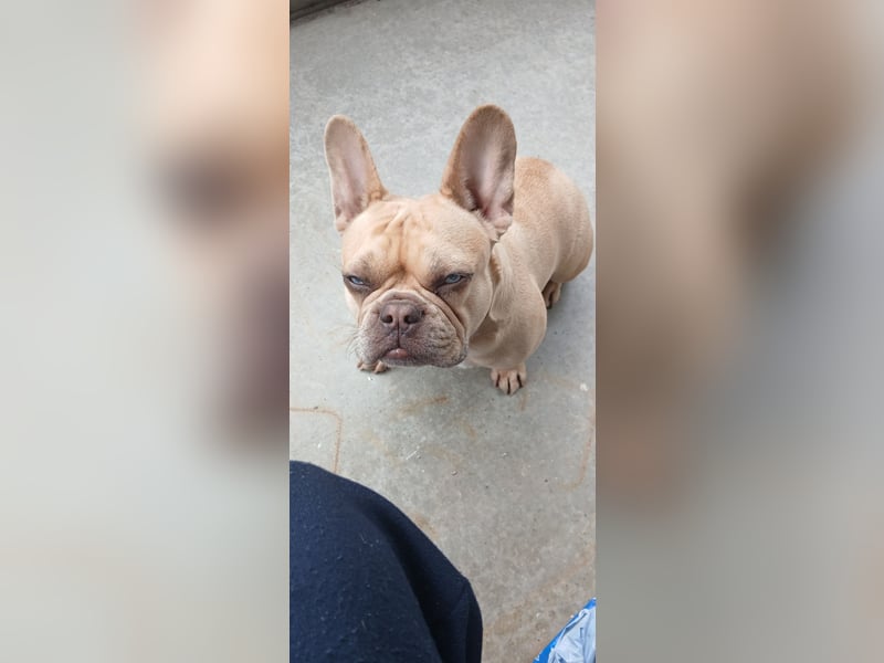 Französische Bulldogge