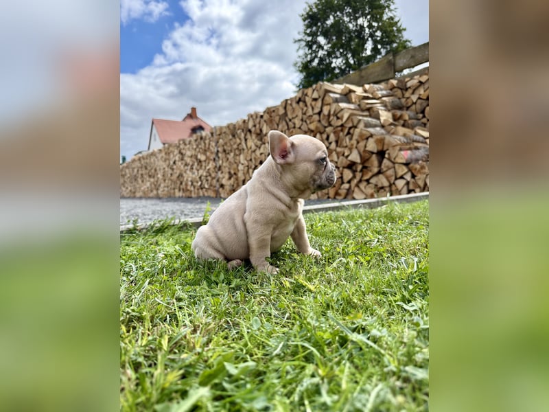 Gesunder Französischer Bulldog Rüde aus seriöser Familienzucht!