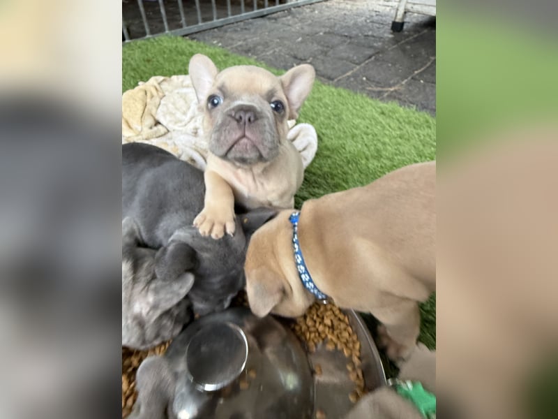 Gesunder Französischer Bulldog Rüde aus seriöser Familienzucht!