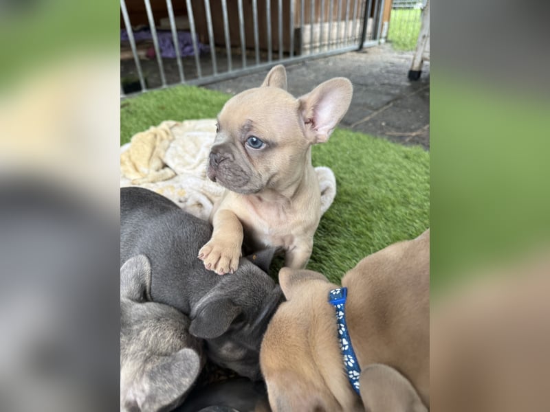 Gesunder Französischer Bulldog Rüde aus seriöser Familienzucht!