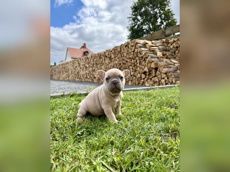 Gesunder Französischer Bulldog Rüde aus seriöser Familienzucht!