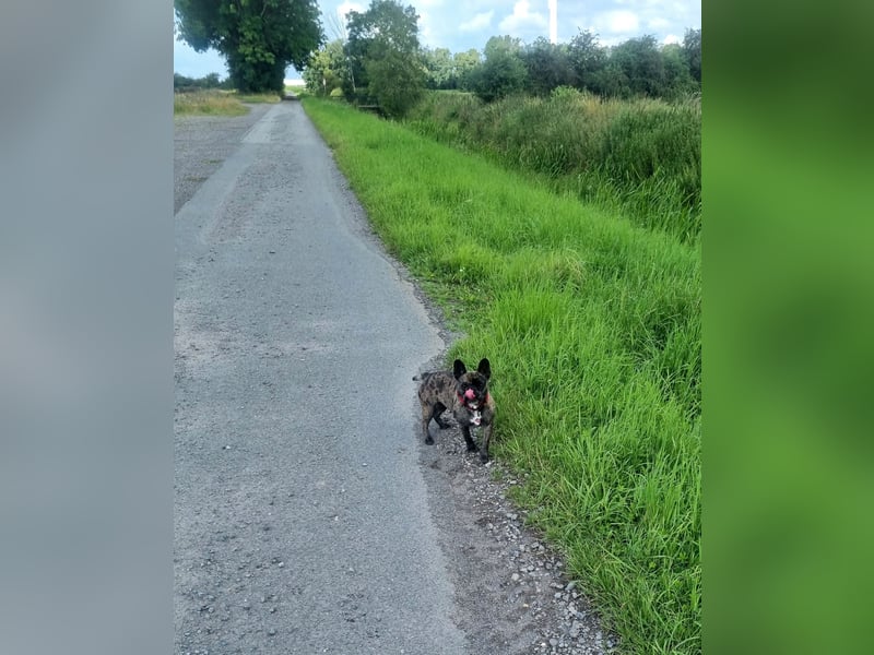 Reinrassige französische Bulldogge, Blue Merle