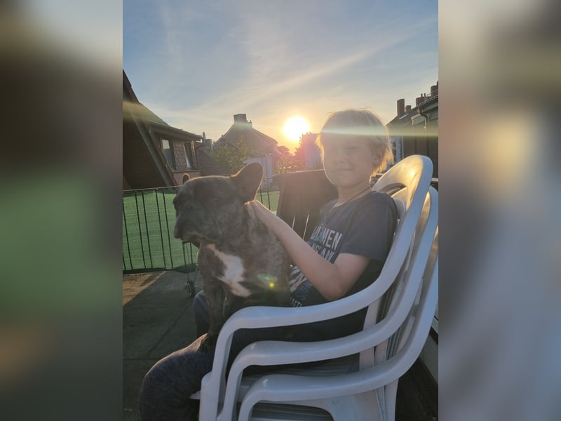 Reinrassige französische Bulldogge, Blue Merle