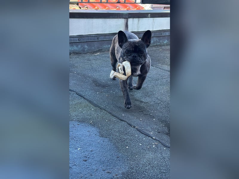 Reinrassige französische Bulldogge, Blue Merle