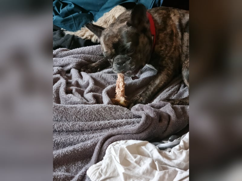 Reinrassige französische Bulldogge, Blue Merle
