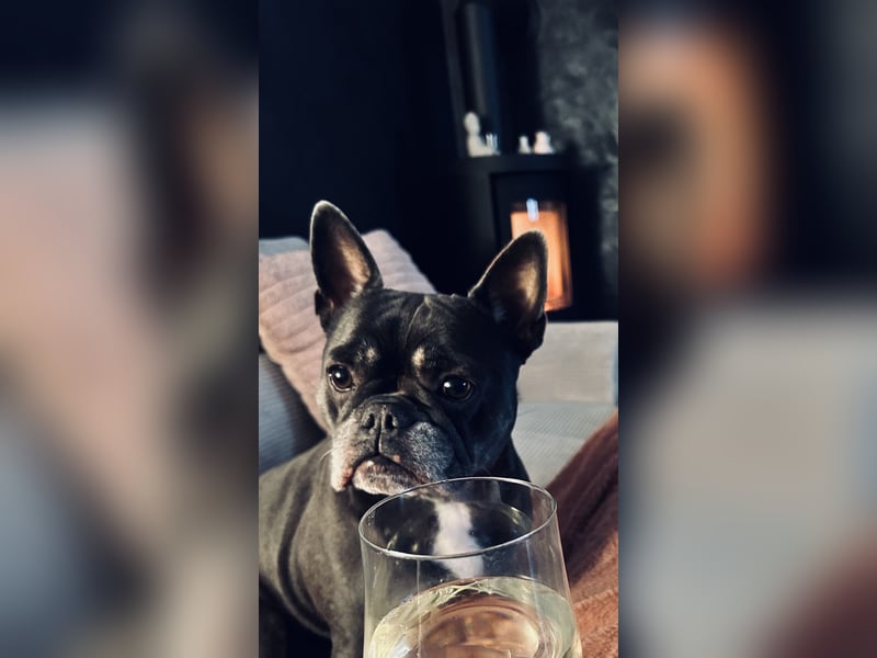 Französische Bulldogge