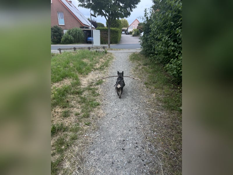 Französische Bulldogge