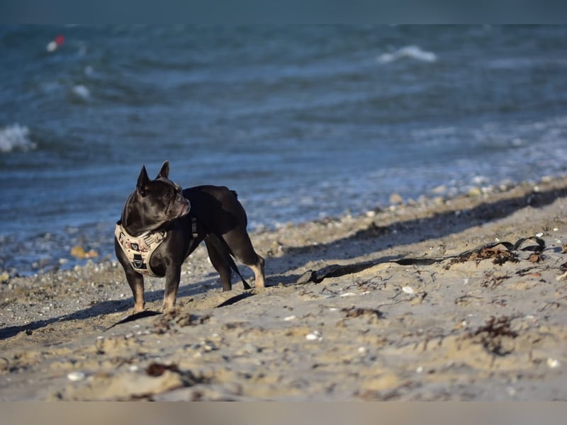 Französische Bulldogge