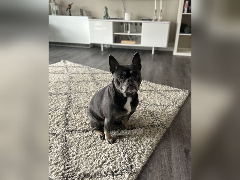 Französische Bulldogge