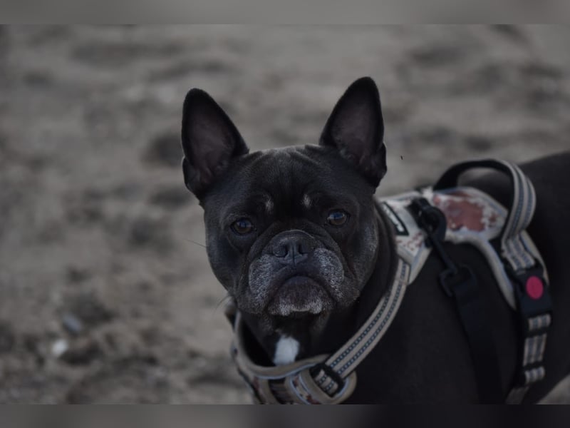 Französische Bulldogge