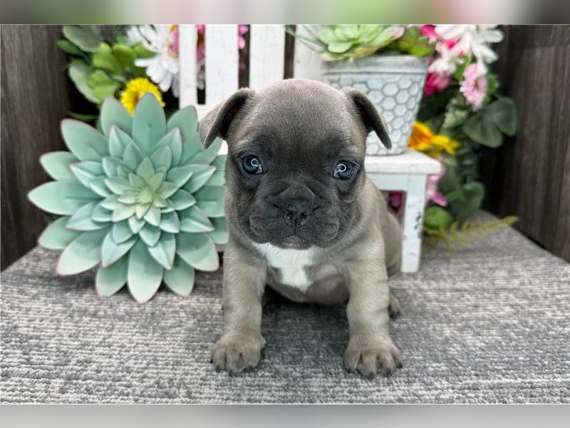 Französische Bulldoggen Welpen kleine Herzensbrecher suchen ihr Zuhause