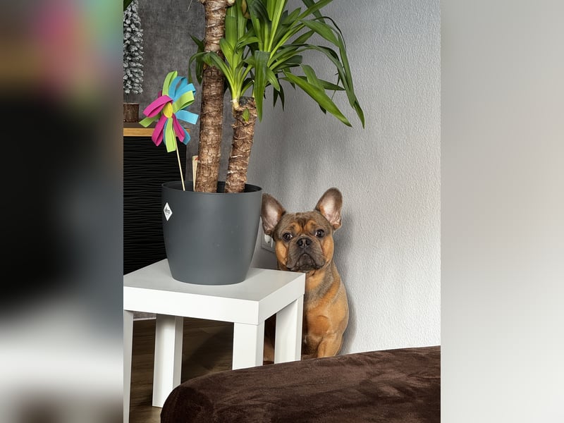 Französische Bulldogge Rüde