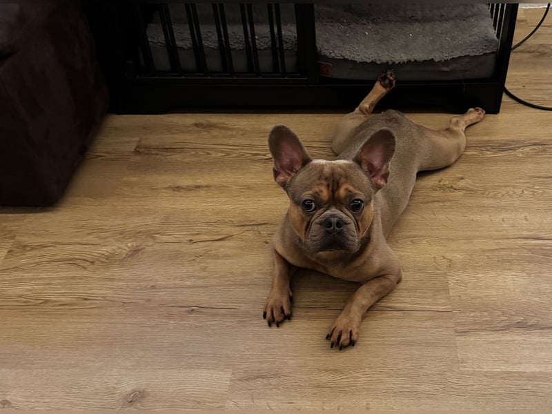Französische Bulldogge Rüde