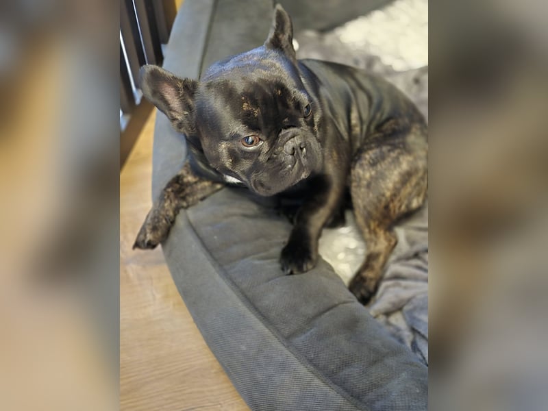 FRANZÖSISCHE BULLDOGGE