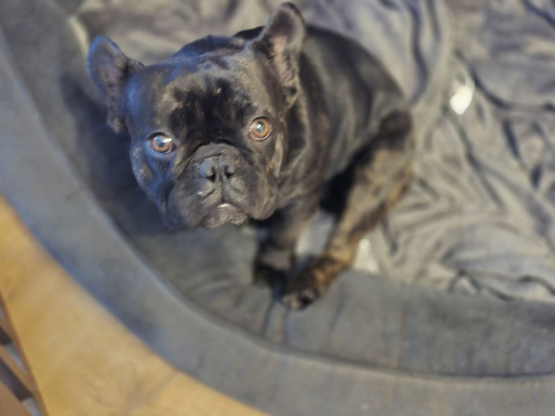 FRANZÖSISCHE BULLDOGGE