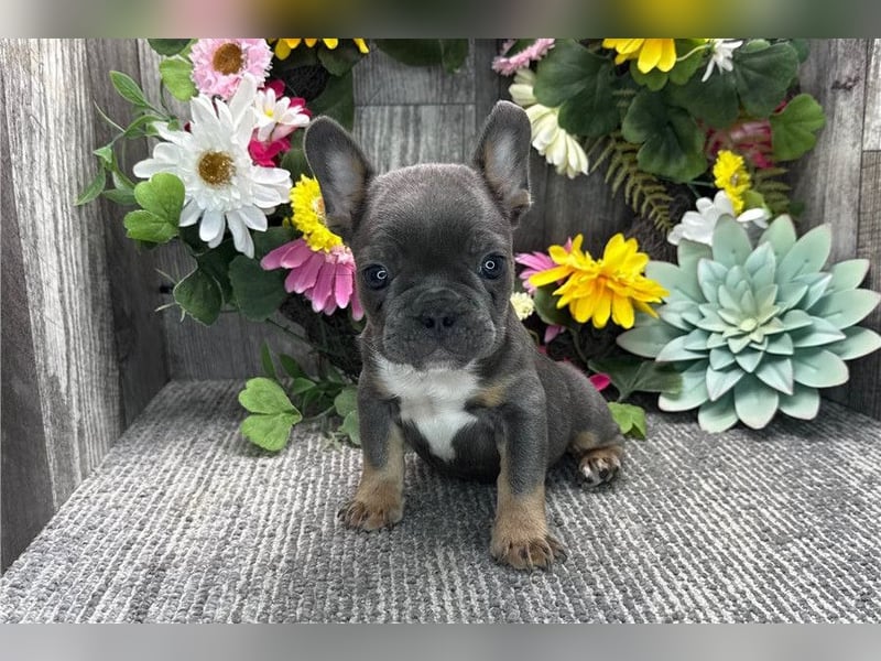 Französische Bulldoggen Welpen suchen ein Zuhause