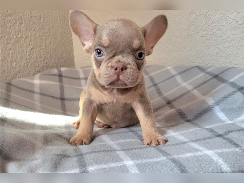 Französische bulldogge welpen