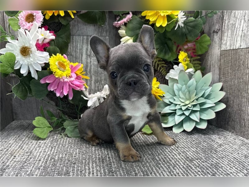 Französische bulldogge welpen