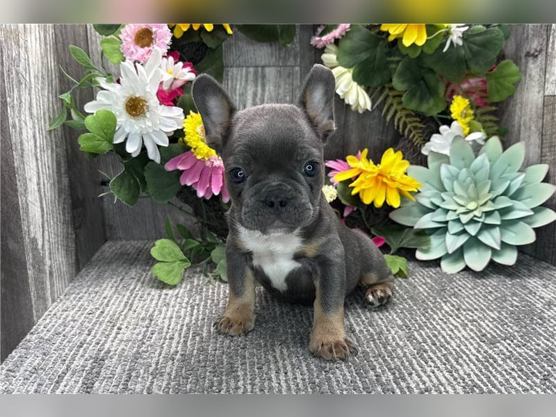 Französische bulldogge welpen