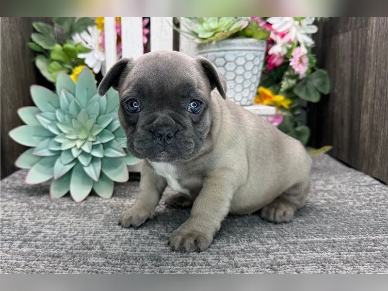 Französische Bulldoggen Welpen suchen ein Zuhause