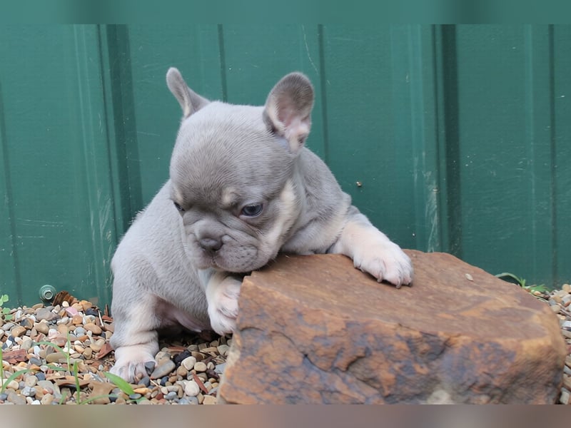Französische bulldogge welpen
