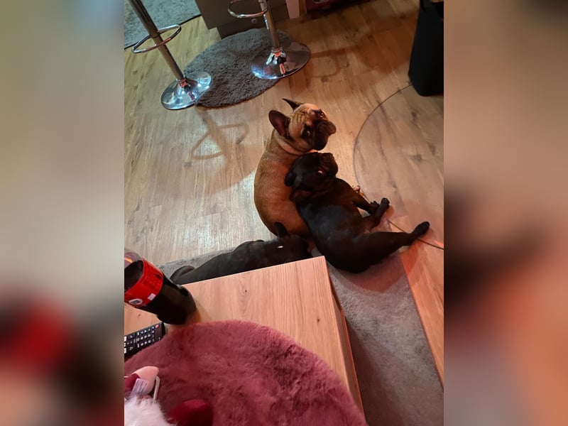 2 Französische Bulldoggen