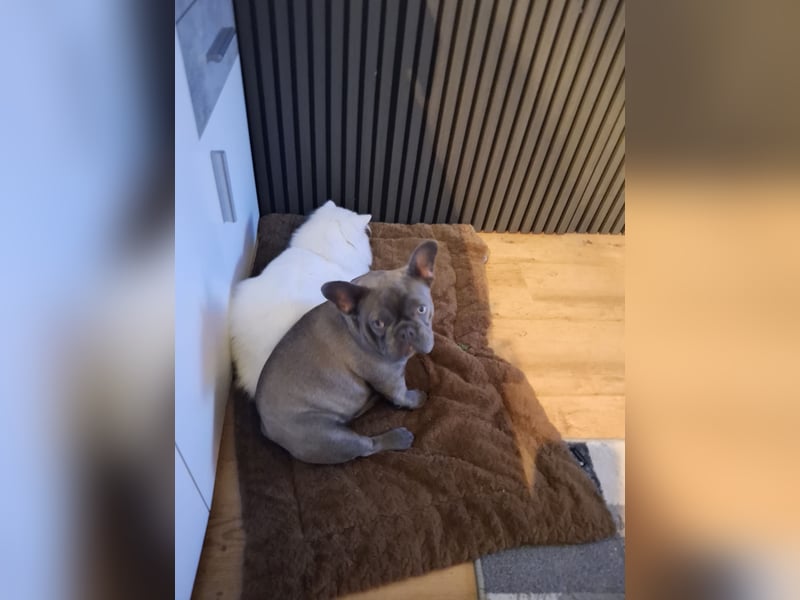 Französische bulldogge