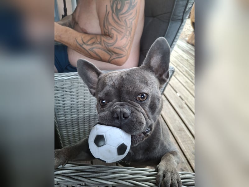 Französische bulldogge