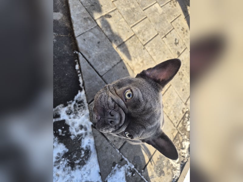 Französische bulldogge