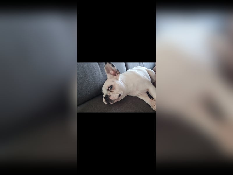 Französiche bulldogge abzugeben