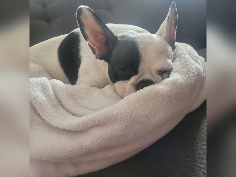 Französiche bulldogge abzugeben